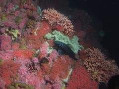 Blue Rockfish photo 6