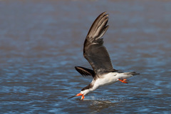 Rynchops niger cinerascens