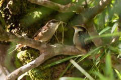 Aphrastura spinicauda spinicauda