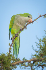 Myiopsitta monachus monachus