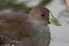 Porphyriops melanops crassirostris