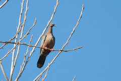 Patagioenas araucana