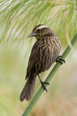 Yellow-Winged Blackbird photo 5