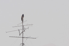 Geranoaetus melanoleucus australis