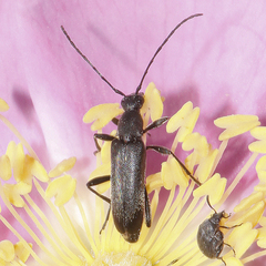 Grammoptera haematites