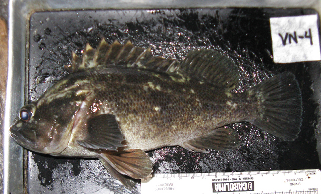 Grass Rockfish (Sebastes rastrelliger) - Marine Life Identification