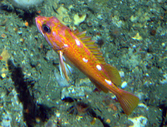 Rosy Rockfish photo 5