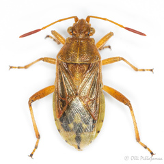 Stictopleurus pictus