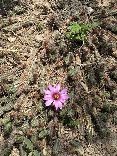 Echinocereus berlandieri