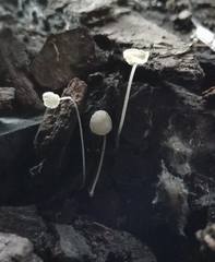 Hemimycena lactea