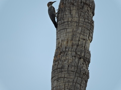 Melanerpes aurifrons