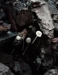 Hemimycena lactea