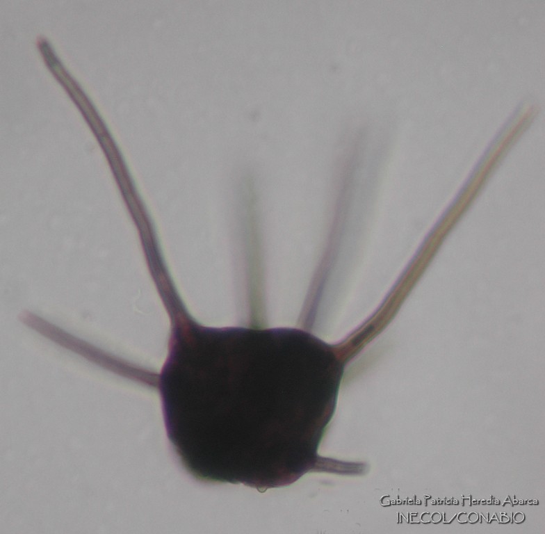 Ernakulamia cochinensis
