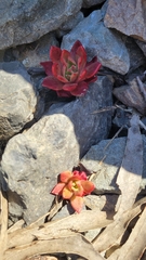 Dudleya farinosa