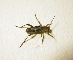 Xylotrechus stebbingi