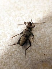 Xylotrechus stebbingi