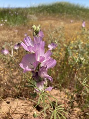 Sidalcea hirsuta