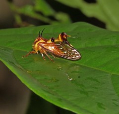 Heteronotus