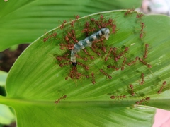 Oecophylla smaragdina