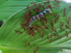 Oecophylla smaragdina
