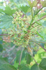 Jatropha curcas