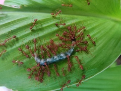 Oecophylla smaragdina