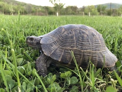 Testudo graeca ibera