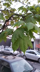 Acer pseudoplatanus