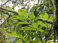 Columnea consanguinea
