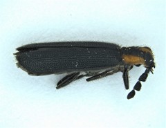 Pyticeroides laticornis