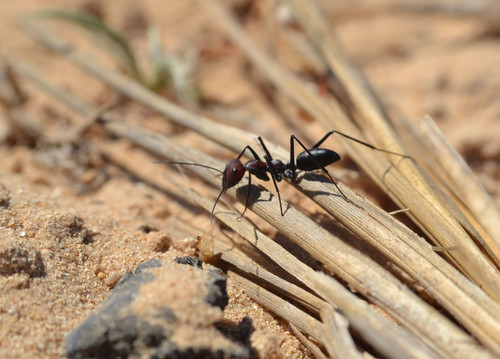 Cataglyphis savignyi