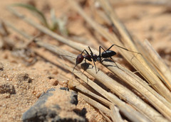 Cataglyphis savignyi