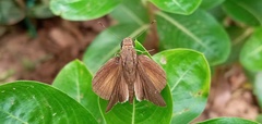 Lerodea eufala eufala