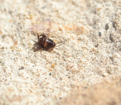 Myrmecophilidae