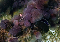 Distaplia occidentalis