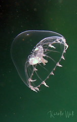 Aequorea victoria