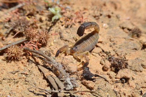 Androctonus australis · iNaturalist