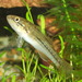 Striped Gudgeon - Photo (c) Storm Martin, some rights reserved (CC BY), uploaded by Storm Martin