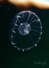 Aequorea victoria