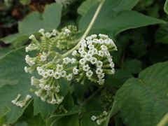 Heliotropium sarmentosum