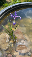 Iris prismatica