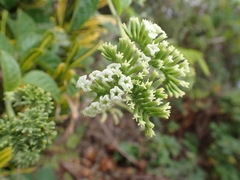 Heliotropium sarmentosum