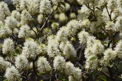 Fothergilla gardenii