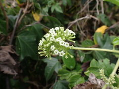 Heliotropium sarmentosum