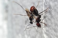 Cataglyphis savignyi