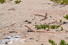 Acanthodactylus boskianus asper