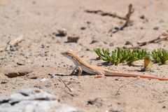 Acanthodactylus boskianus asper
