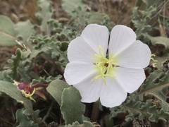 Oenothera wigginsii