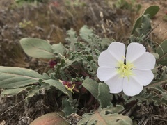 Oenothera wigginsii