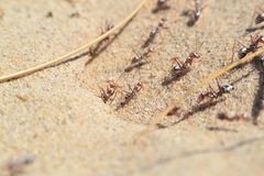 Cataglyphis bombycina